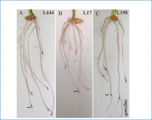 Aluminum Stress Induces Irreversible Proteomic Changes in the Roots of the Sensitive but Not the Tolerant Genotype of Triticale Seedlings. 