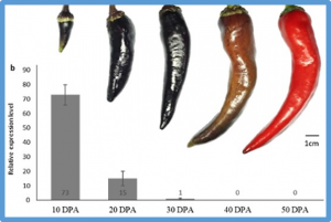 Identification of CaAN3 as a fruit-specific regulator of anthocyanin biosynthesis in pepper (Capsicum annuum)