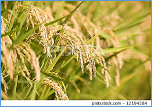 Split-Cre mediated deletion of DNA no longer needed after site-specific integration in rice