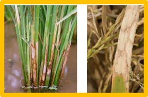 Metabolomic analysis of sheath blight disease of rice (Oryza sativa L.) induced by Rhizoctonia solani phytotoxin