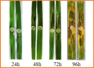 Mechanism Analysis of OsbHLH34-OsERF34 Mediated Regulation of Rice Resistance to Sheath Blight