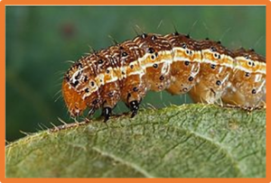 Sustainable pest control inspired by prey&ndash;predator ultrasound interactions
