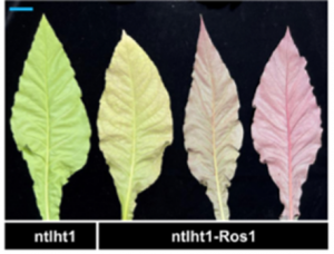 Highly efficient transgene-free genome editing in tobacco using an optimized CRISPR/Cas9 system, pOREU3TR