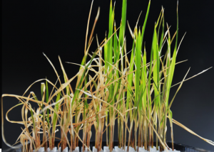 Directional improvement of agronomic traits in salt-tolerant rice by multiplex-genome-editing