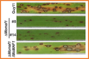 MoMaf1 Mediates Vegetative Growth, Conidiogenesis, and Pathogenicity in the Rice Blast Fungus Magnaporthe oryzae