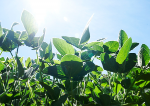 Argentina-based GDM Prepares to Launch 13 GM Soybeans in South Africa