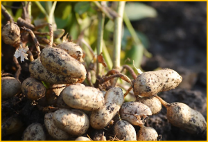 Genome-wide association mapping for LLS resistance in a MAGIC population of groundnut (Arachis hypogaea L.)
