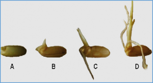  Genome-wide association study to identify candidate genes for submergence tolerance during rice seed germination