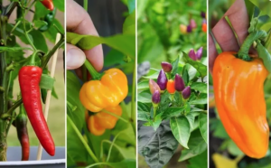 Fine mapping and gene silencing pinpoint Capana10g002229 as a strong candidate gene regulating the deciduous character of ripe pepper fruit (Capsicum spp.)