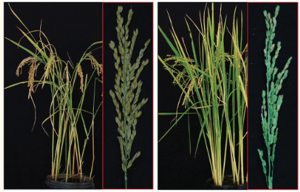 OsGRF4AA compromises heat tolerance of developing pollen grains in rice