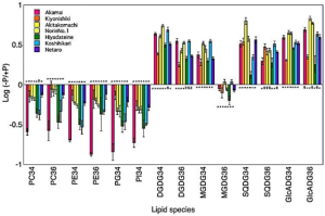 Lipidome Profiling of Phosphorus Deficiency-Tolerant Rice Cultivars Reveals Remodeling of Membrane Lipids as a Mechanism of Low P Tolerance
