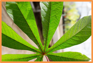 In Silico Identification of Cassava Genome-Encoded MicroRNAs with Predicted Potential for Targeting the ICMV-Kerala Begomoviral Pathogen of Cassava 
