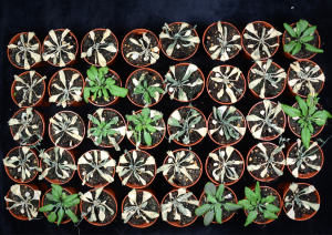 CRAG Researchers Discover Protein that Confers Drought Tolerance to Plants