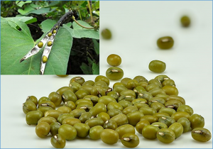 Genome-Wide Identification, Expression Analysis, and Potential Roles under Abiotic Stress of the YUCCA Gene Family in Mungbean (Vigna radiata L.)