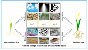 Prospects for rice in 2050 