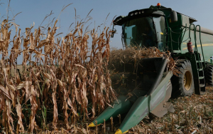 The world is precariously dependent on just a handful of staple food crops &ndash; we must diversify
