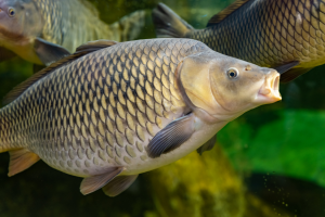 Experts Reveal Success of CRISPR in Improving Fish