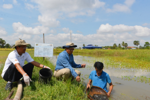 Unlocking the potential of rice field ponds for rural communities in Cambodia