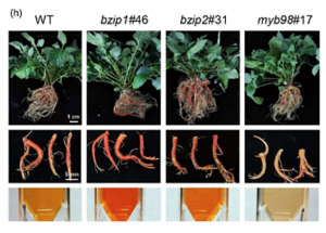 Transgene-free CRISPR/Cas9-mediated gene editing through protoplast-to-plant regeneration enhances active compounds in Salvia miltiorrhiza