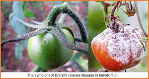 Ethylene-MPK8-ERF.C1-PR module confers resistance against Botrytis cinerea in tomato fruit without compromising ripening