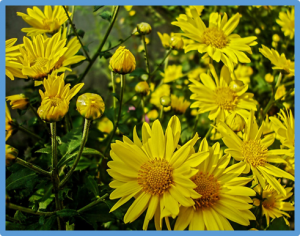 Genomic insights into the evolution of flavonoid biosynthesis and O-methyltransferase and glucosyltransferase in Chrysanthemum indicum