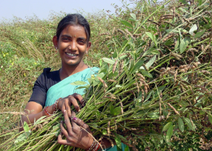 ICRISAT Pioneers World`s First Pigeonpea Speed Breeding Protocol