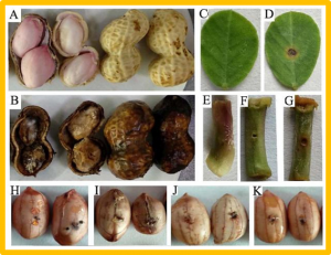 Transcriptomic-Proteomic Analysis Revealed the Regulatory Mechanism of Peanut in Response to Fusarium oxysporum