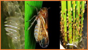 Pyramiding BPH genes in rice maintains resistance against the brown planthopper under climate change
