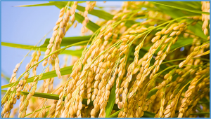 A dataset for analyzing the climate change response of grain quality of 48 Japanese rice cultivars with contrasting levels of heat tolerance