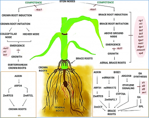 ZmPILS6 is an auxin efflux carrier required for maize root morphogenesis