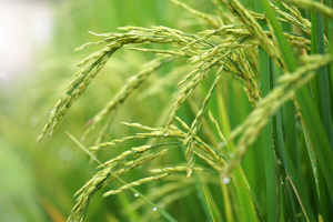 Photosynthetic mechanisms underlying NaCl-induced salinity tolerance in rice (Oryza sativa) 