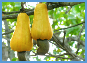 16S rRNA metagenomic dataset on endophytic bacterial community of the cashew plant (Anacardium occidentale L.) grown in Dak Lak Province of Vietnam 