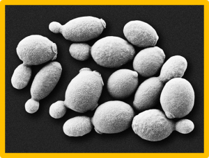 Safety of soy leghemoglobin from genetically modified Komagataella phaffii as a food additive