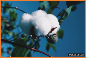 Integrating RTM-GWAS and meta QTL data revealed genomic regions and candidate genes associated with the first fruit branch node and its height in upland cotton