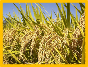 Current status of molecular rice breeding for durable and broad-spectrum resistance to major diseases and insect pests