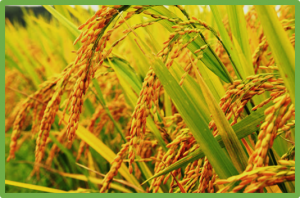 Flexibility of parental-like or maternal-like gene expression under diverse environments contributes to combined drought avoidance and drought tolerance in a water-saving and drought-resistance rice hybrid