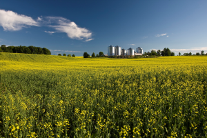 Scientists Use CRISPR to Modify Euglena for Biofuel Production