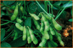 Knockdown of &beta;-conglycinin &alpha;` and &alpha; subunits alters seed protein composition and improves salt tolerance in soybean