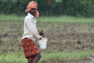 Boosting India`s Rice Yields: A data-driven approach to sustainable agriculture