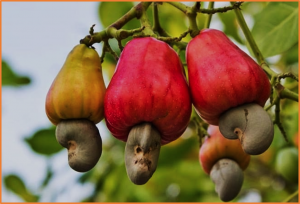 Cashew nut (Anacardium occidentale L.) and cashew nut oil reduce cardiovascular risk factors in adults on weight-loss treatment: a randomized controlled three-arm trial (Brazilian Nuts Study)