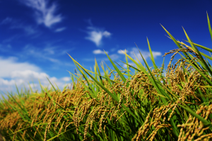 Study Pinpoints Regulator of Cold Stress Tolerance in Rice