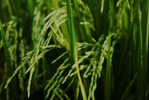 Combining Controlled-Release and Normal Urea Enhances Rice Grain Quality and Starch Properties by Improving Carbohydrate Supply and Grain Filling