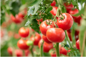 USDA Approves Field Trials of Gene-edited, Virus Resistant Tomatoes