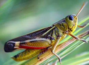 Nutrient dilution and climate cycles underlie declines in a dominant insect herbivore
