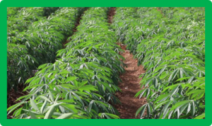 Genome-wide identification and expression of GRAS gene family members in cassava. 