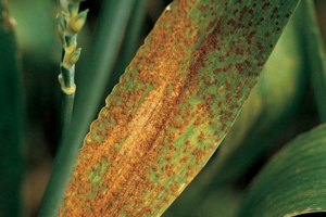 Molecular genetics of leaf rust resistance in wheat and barley