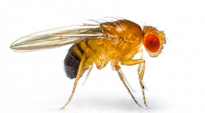  Reversing insecticide resistance with allelic-drive in Drosophila melanogaster
