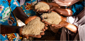 As more go hungry and malnutrition persists, achieving Zero Hunger by 2030 in doubt, UN report warns