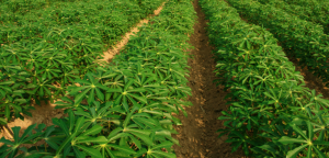 Genetic diversity and SNP`s from the chloroplast coding regions of virus-infected cassava