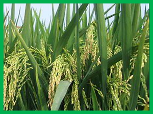Hybrid breeding of rice via genomic selection